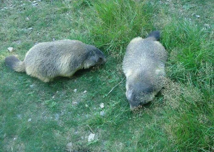 Pyrénées - Grand De Caractère * Boutx