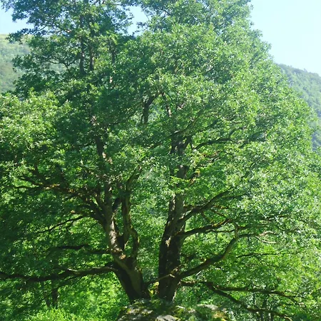 Pyrenees - Grand De Caractere *