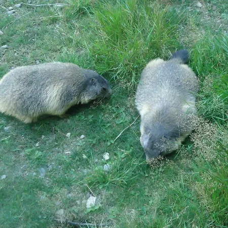 Pyrenees - Grand De Caractere * Boutx